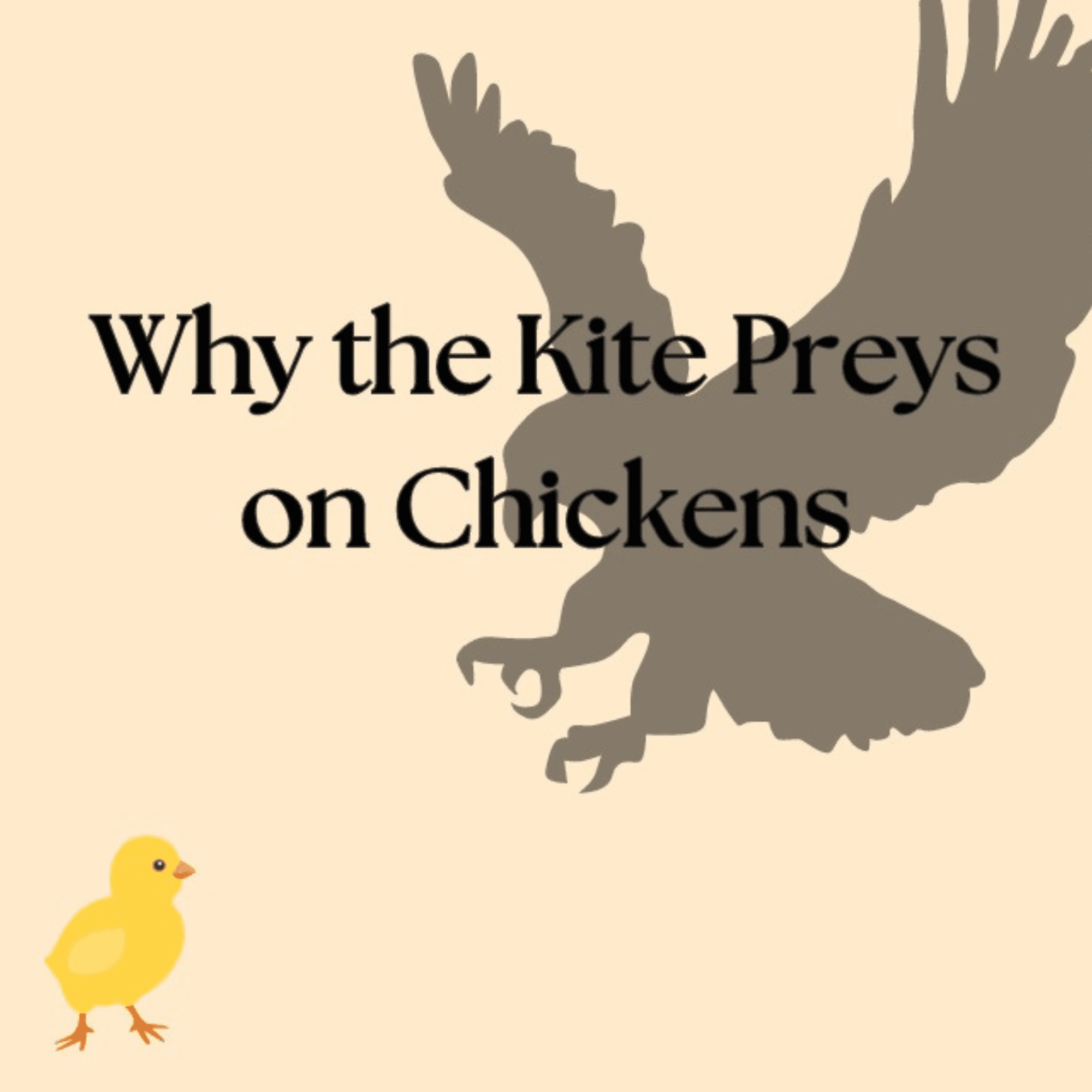 Why the Kite Preys on Chickens